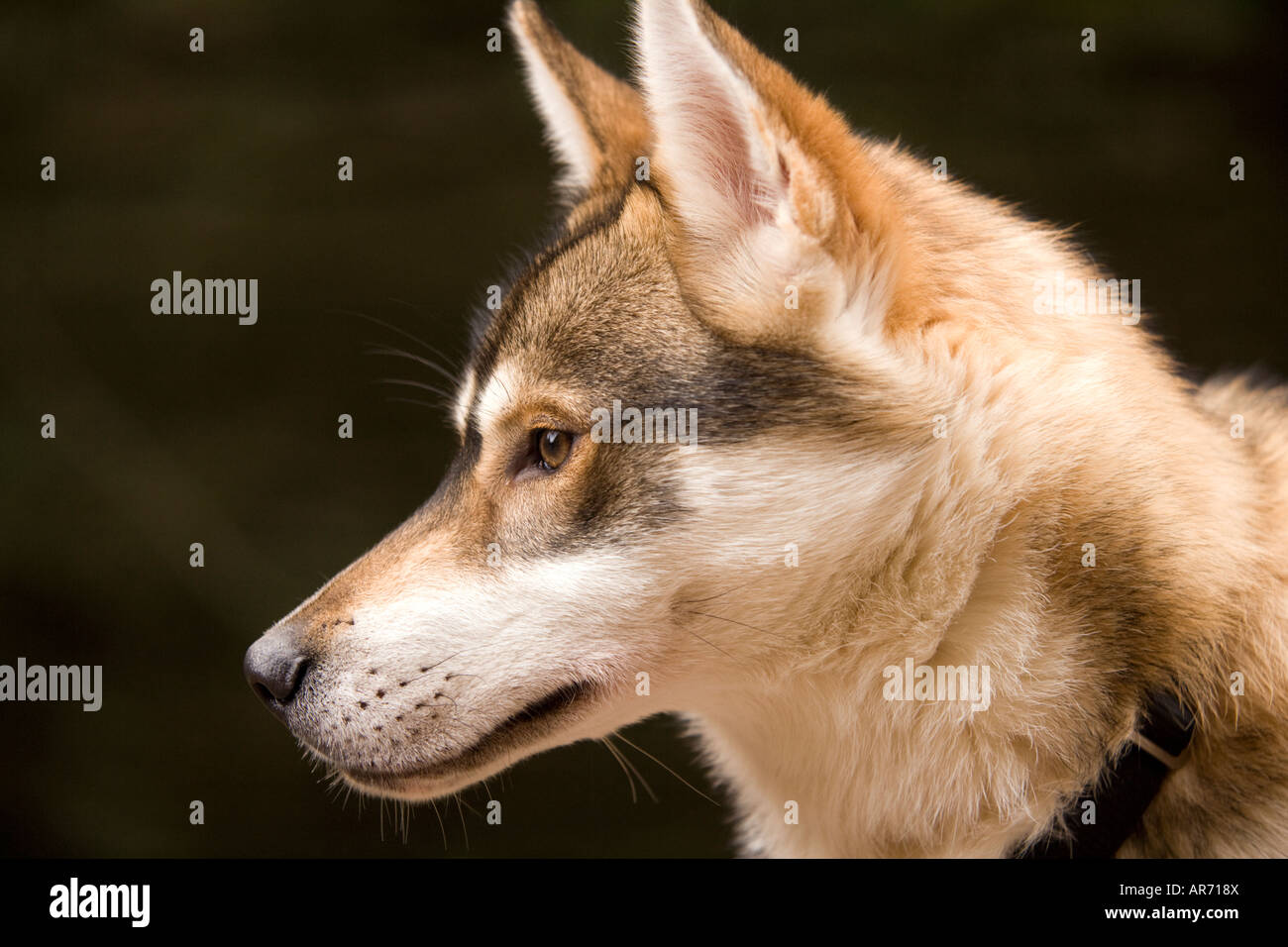 8 Monate altes süße husky Welpen Hund bei Schlittenhunderennen in Ae Wald Dumfries und Galloway Scotland UK Stockfoto