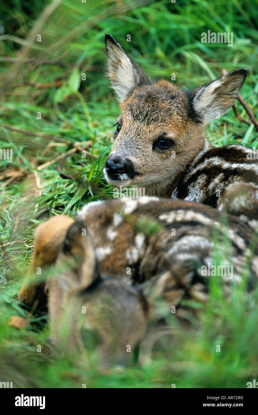 Reh Rehkitz Kitze Capreolus Capreolus authentischen wild Schleswig Holstein Deutschland Deutschland Stockfoto