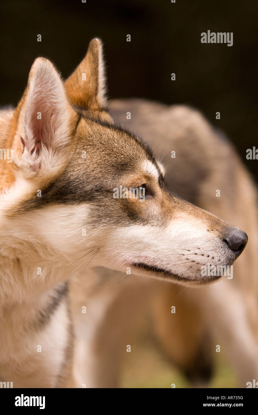 8 Monate altes niedlichen Haustier husky Welpen Hund bei Schlittenhunderennen in Ae Wald Dumfries und Galloway Scotland UK Stockfoto