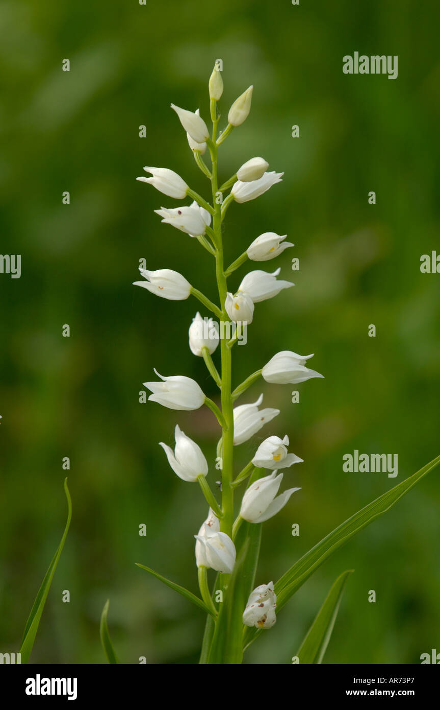 Schwert-leaved Helleborine Cephalanthera Longifolia fotografiert in den französischen Pyrenäen Stockfoto