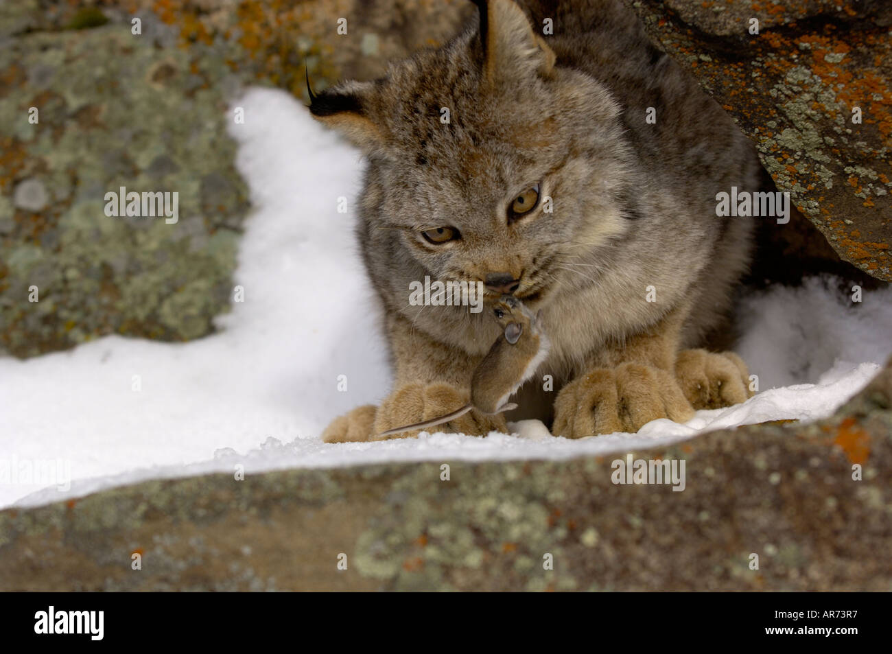 Kanadischer Lynx Rufus Canadensis eine Maus fangen Stockfoto