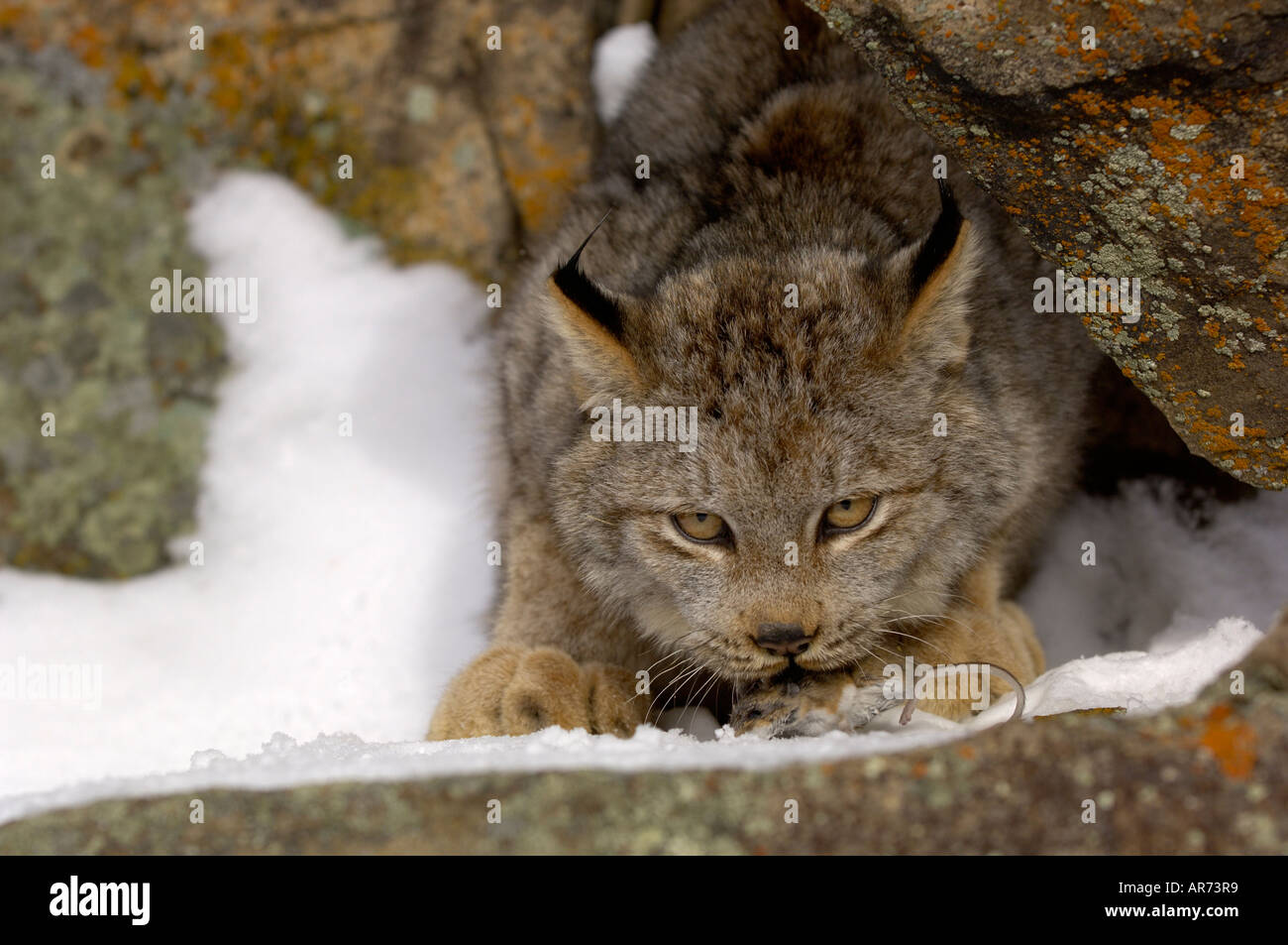 Kanadischer Lynx Rufus Canadensis eine Maus fangen Stockfoto
