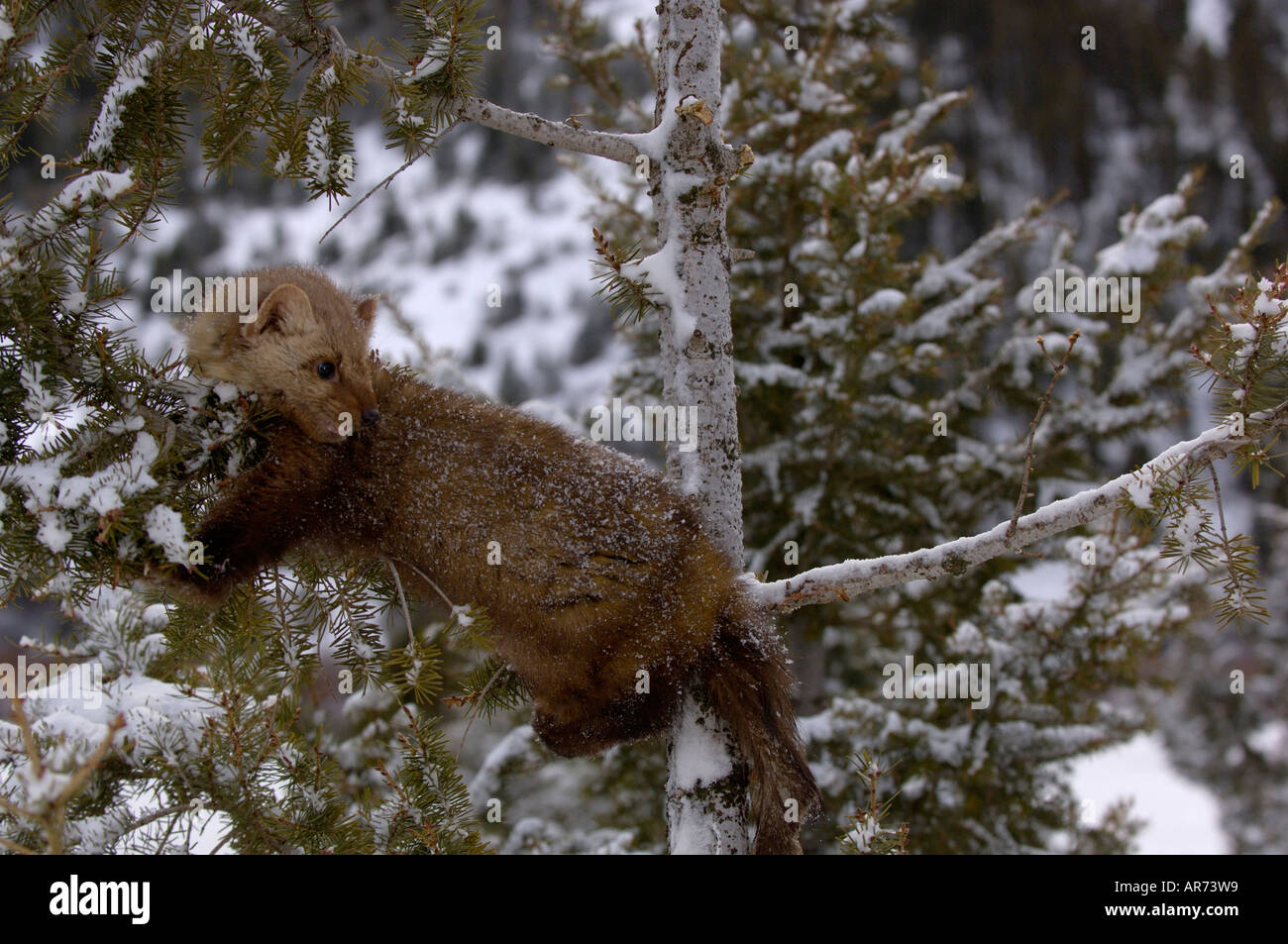 Amerikanische Marder Martes Americana Baum klettern im Schnee fotografiert in USA Stockfoto