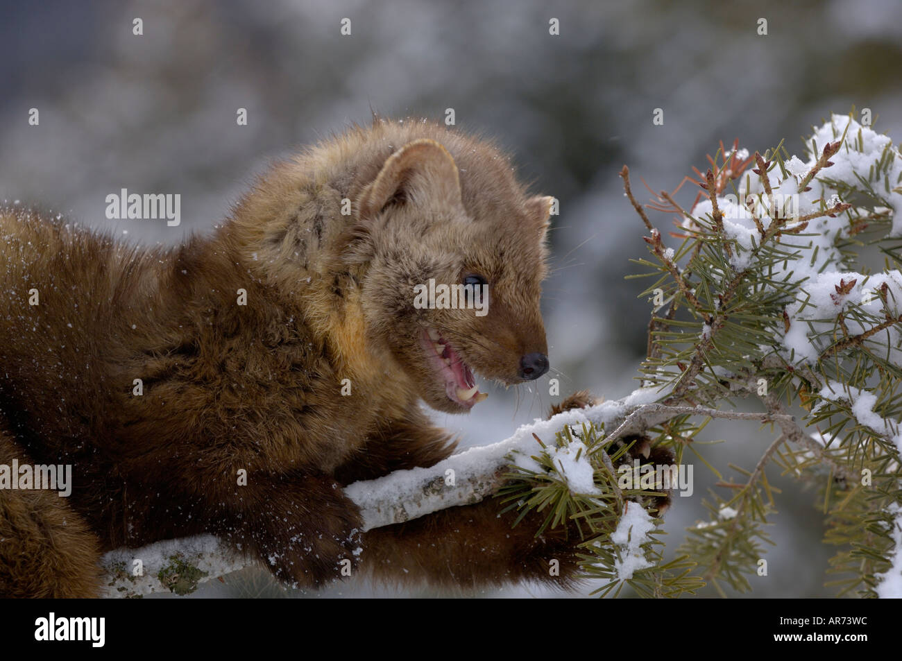 Amerikanische Marder Martes Americana im Schnee fotografiert in USA Stockfoto