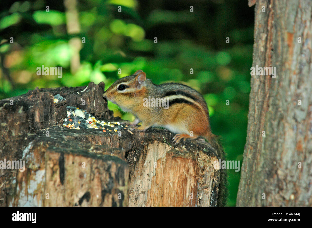Streifenhörnchen auf Baumstumpf Essen. Stockfoto