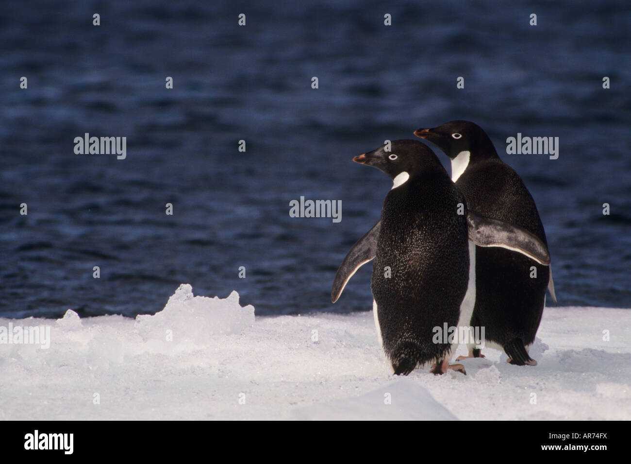 Adelie-Pinguine (Pygoscelis Adeliae) zwei auf Eis, Antarktis Stockfoto
