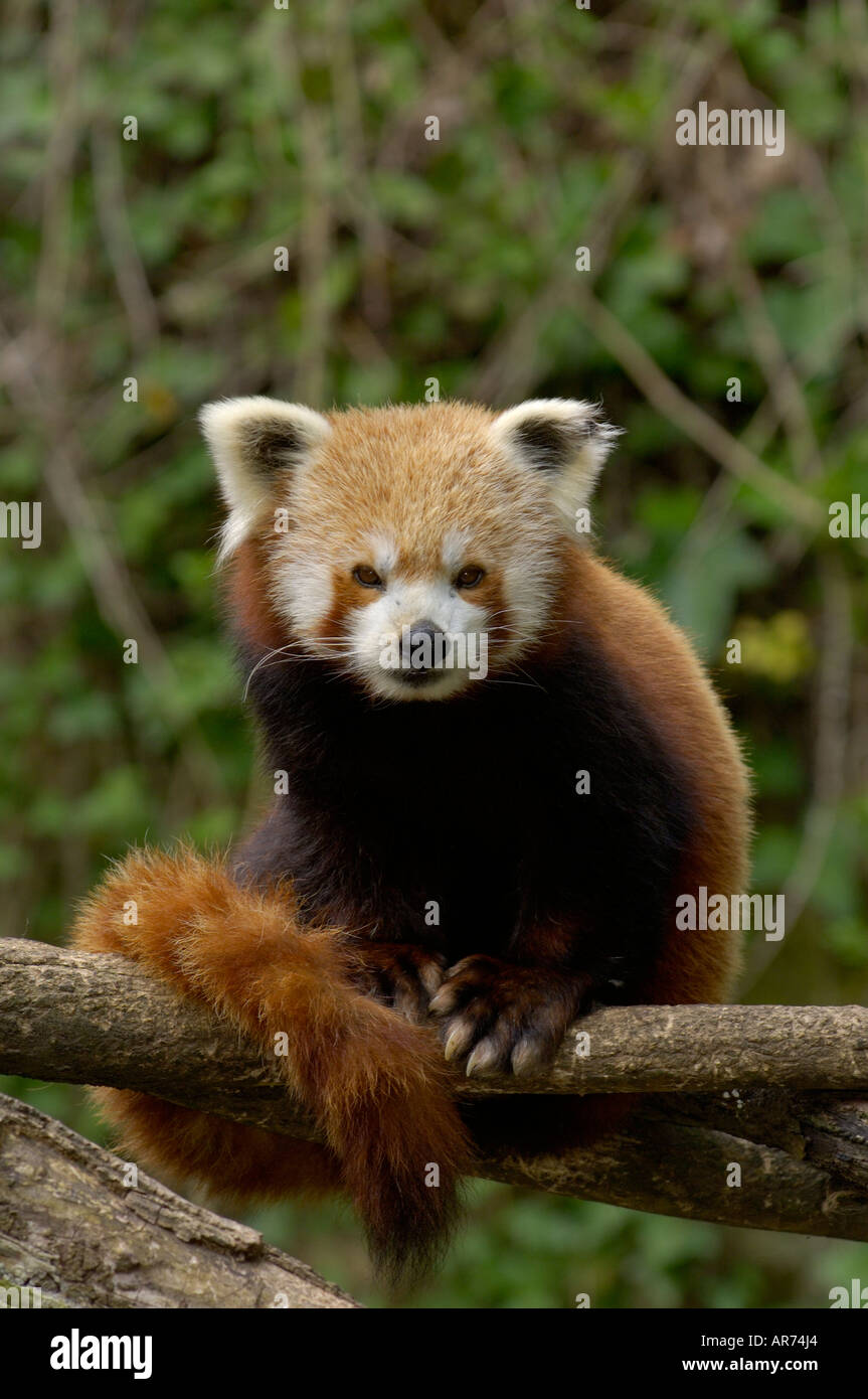 Roter Panda Ailurus fulgens Stockfoto