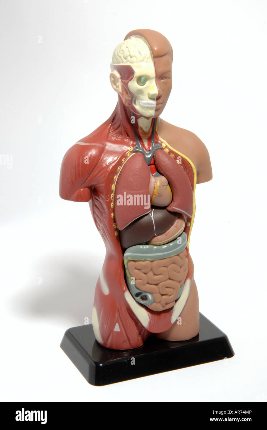 Menschliche Anatomie Modell Stockfoto