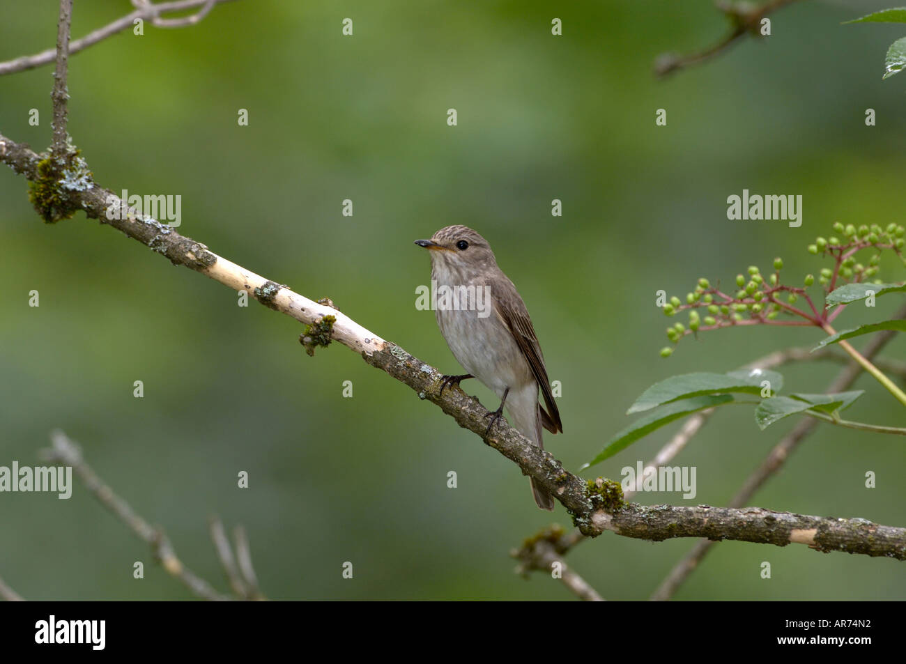 Spotted Flycatcher Muscicapa Striata Erwachsener Stockfoto