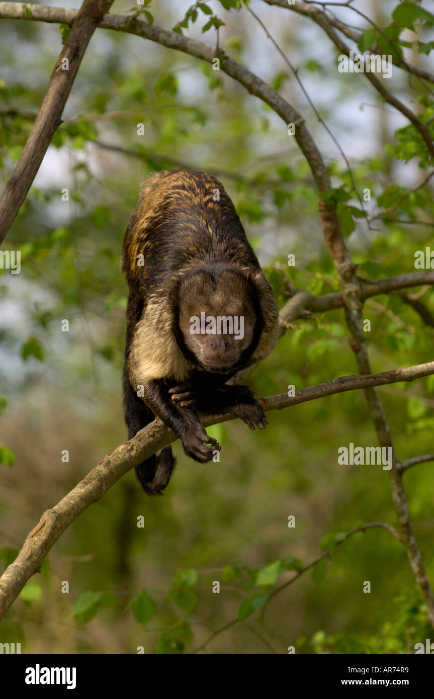 Gelb-breasted Kapuziner Cebus xanthosternos Stockfoto