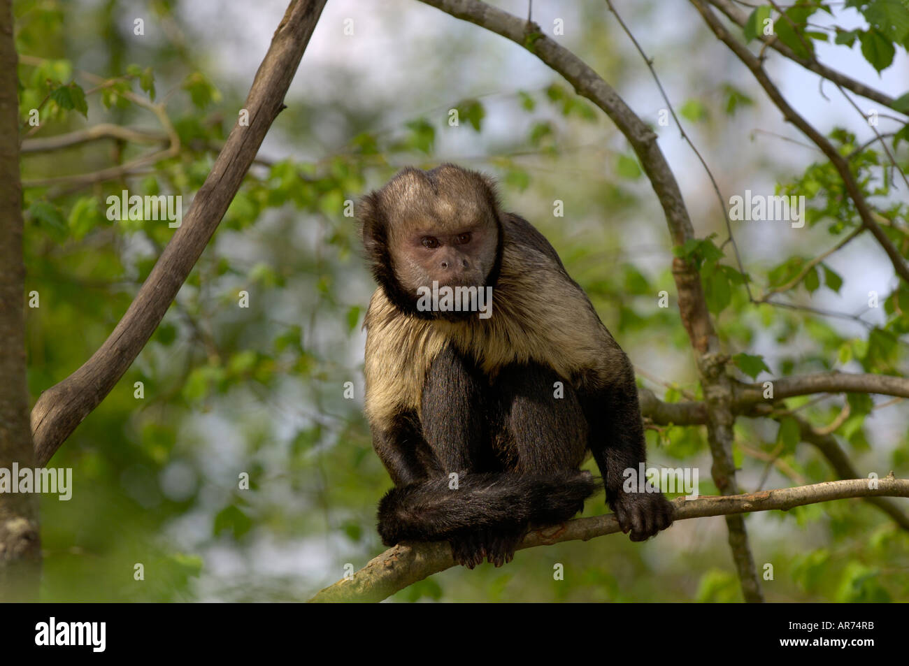 Gelb-breasted Kapuziner Cebus xanthosternos Stockfoto