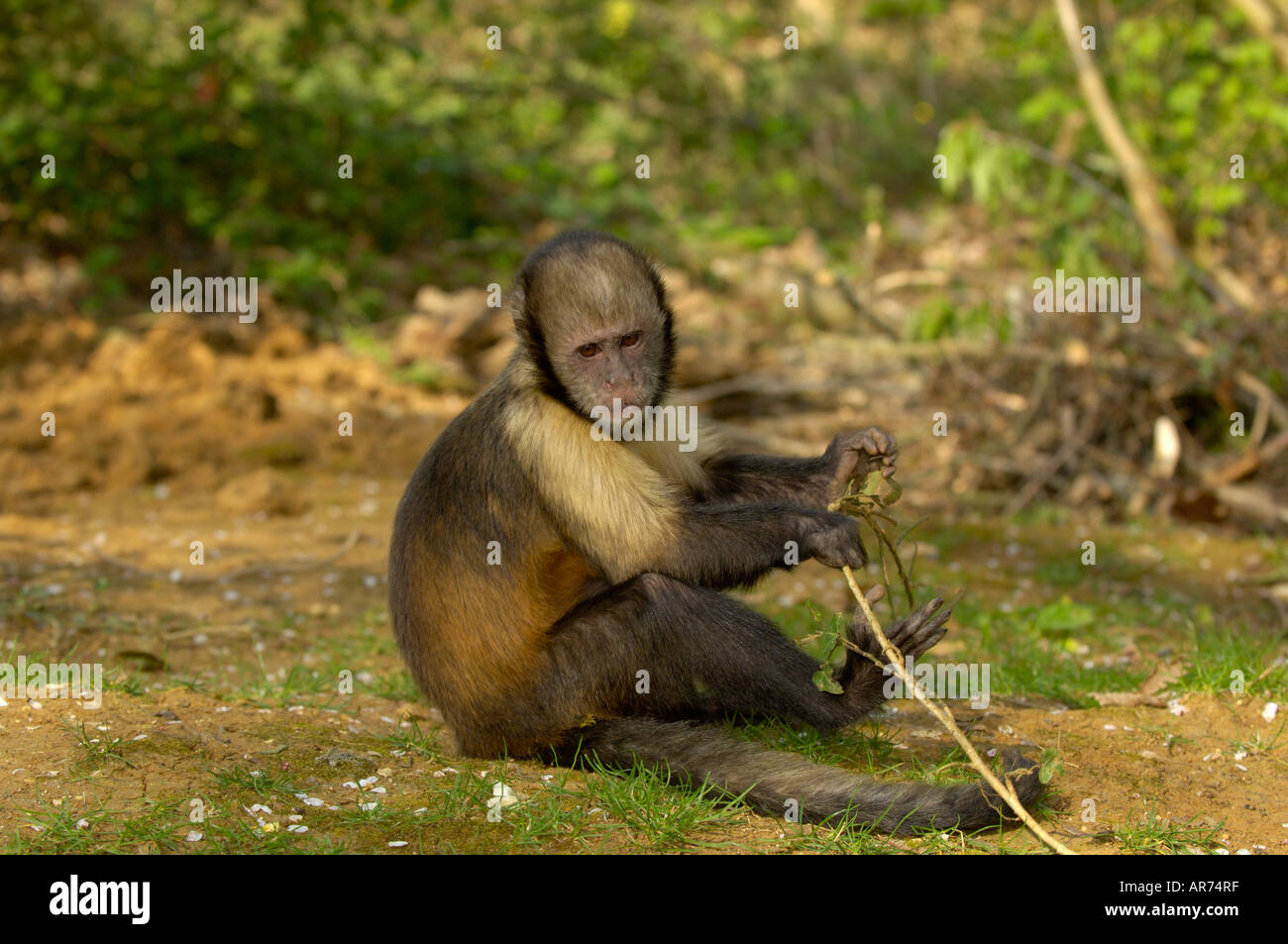 Gelb-breasted Kapuziner Cebus xanthosternos Stockfoto