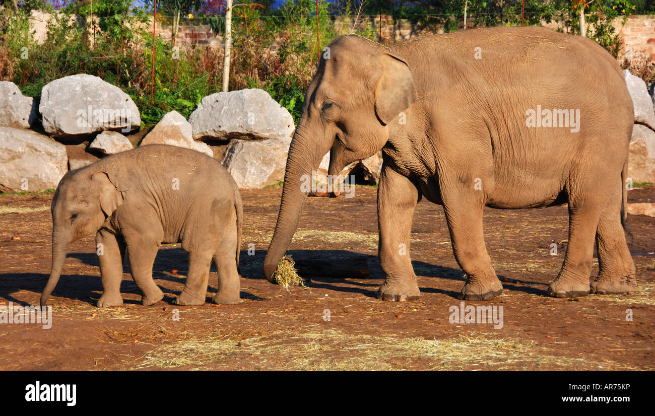Mutter und Baby Elefanten zu Fuß in der Morgensonne Stockfoto