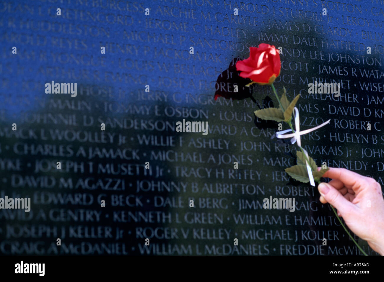 Frau Hand und Rose Erinnerung an Verlust Geliebten in Vietnam Memorial Wall in Washington DC USA Stockfoto