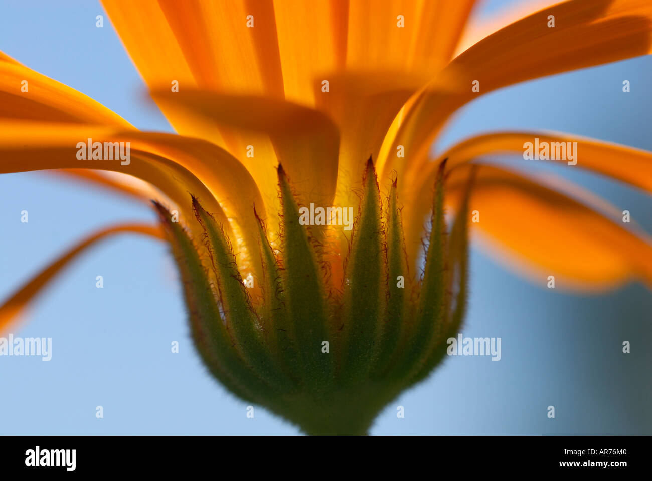 Calendula officinalis, Pot marigold. Stockfoto