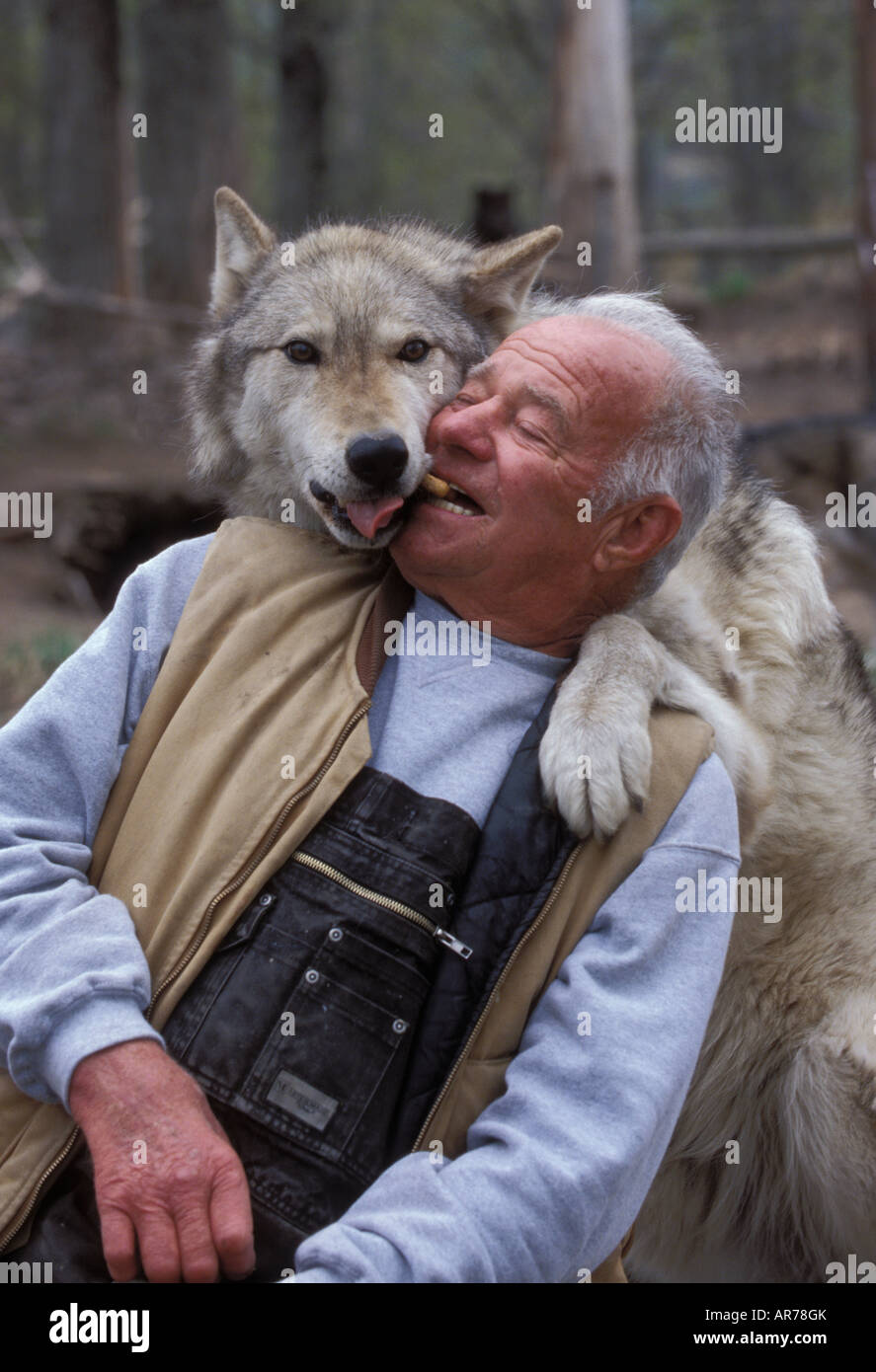 Werner Schuster und seine Wolf Kojak, Wolf Country USA, Palmer, Alaska Stockfoto