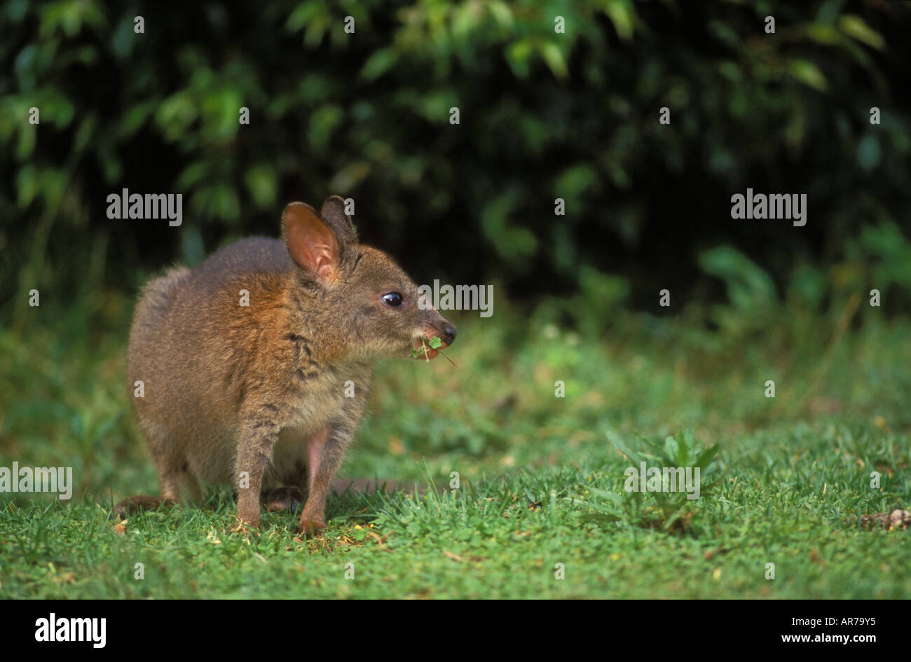 Red-necked Pademelon Thylogale Thetis Juvenile fotografiert in Queensland-Australien Stockfoto