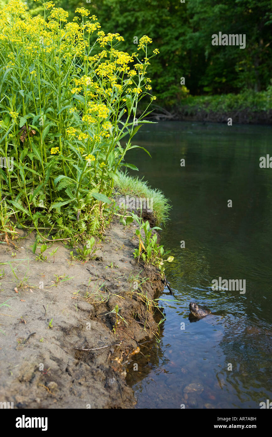 Schnappschildkröte in Blackstone River. Blackstone River und Canal Erbe State Park, Uxbridge, MA. Worcester County. Stockfoto