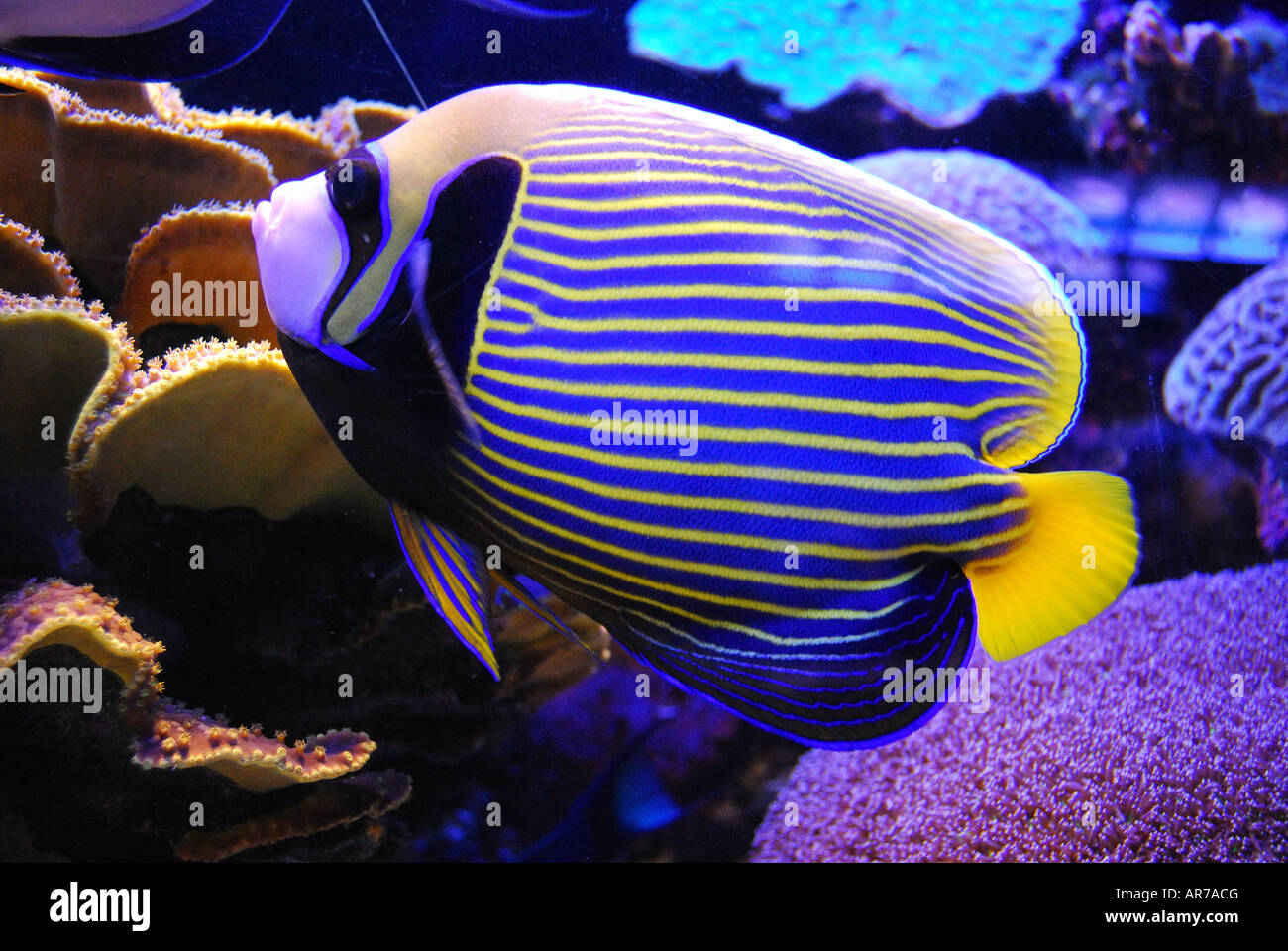 Tropischer Kaiserfisch, Coral World Underwater Observatory und Aquarium, Eilat, South District, Israel Stockfoto