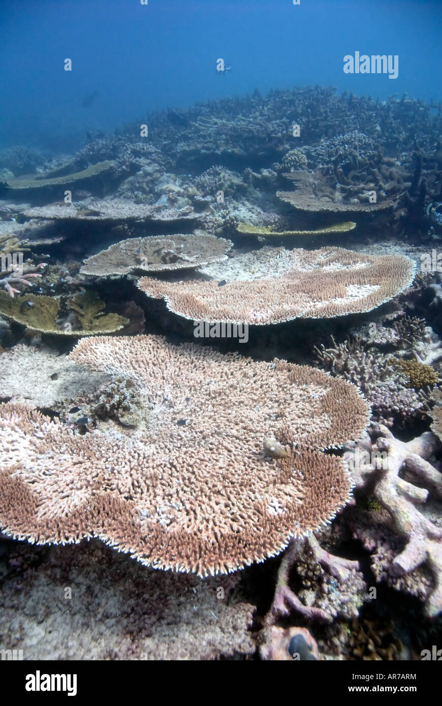 Verdacht auf Korallen Erkrankung Korallen im Imperieuse Reef Stockfoto