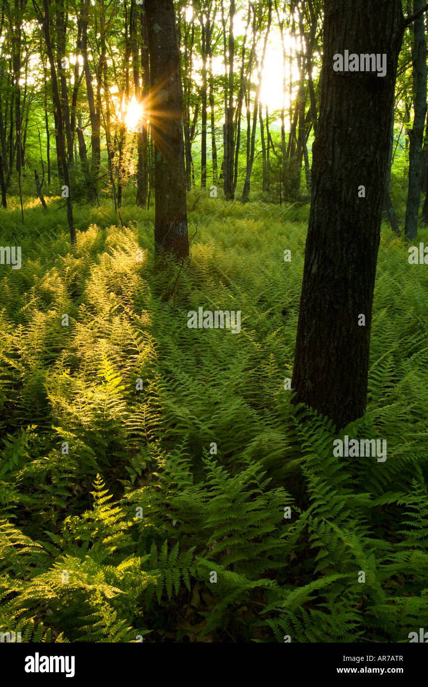 Farne im Wald in Grafton, Massachusetts. Hassanamesitt Wald. Worceseter County. Stockfoto
