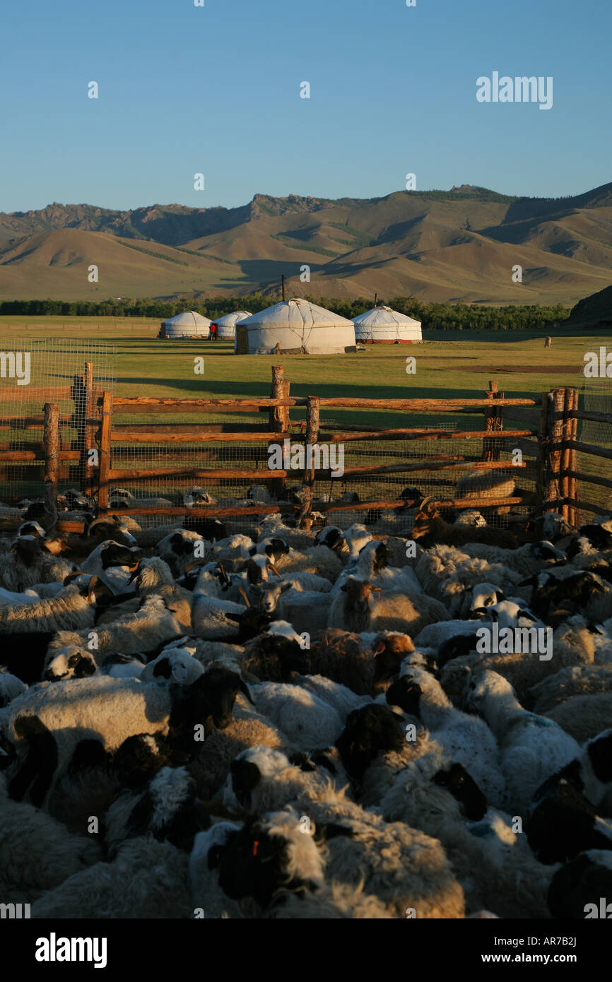 Ziegen in einem Hof Tärelsch Mongolei Stockfoto