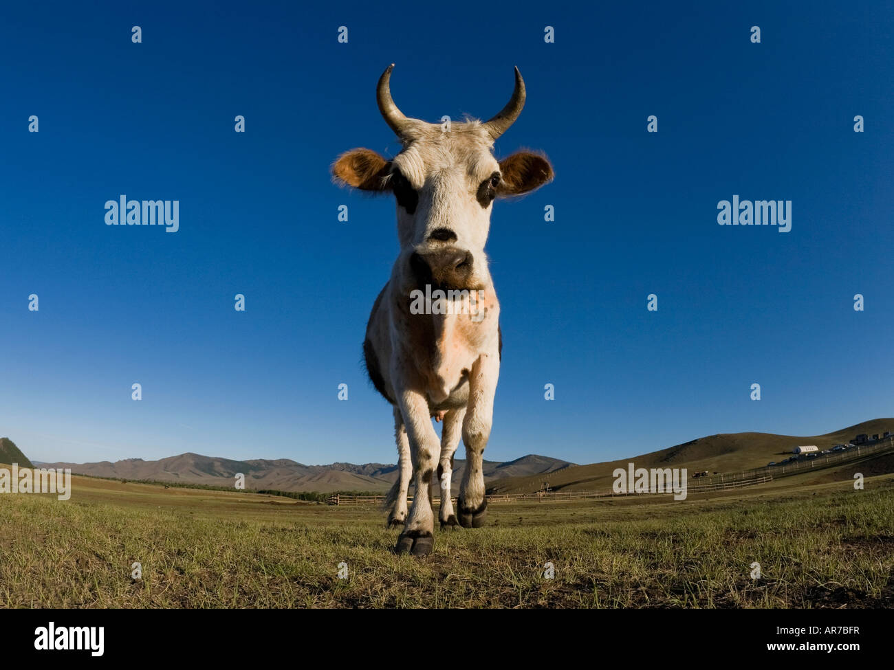 Kuh-Mongolei Stockfoto