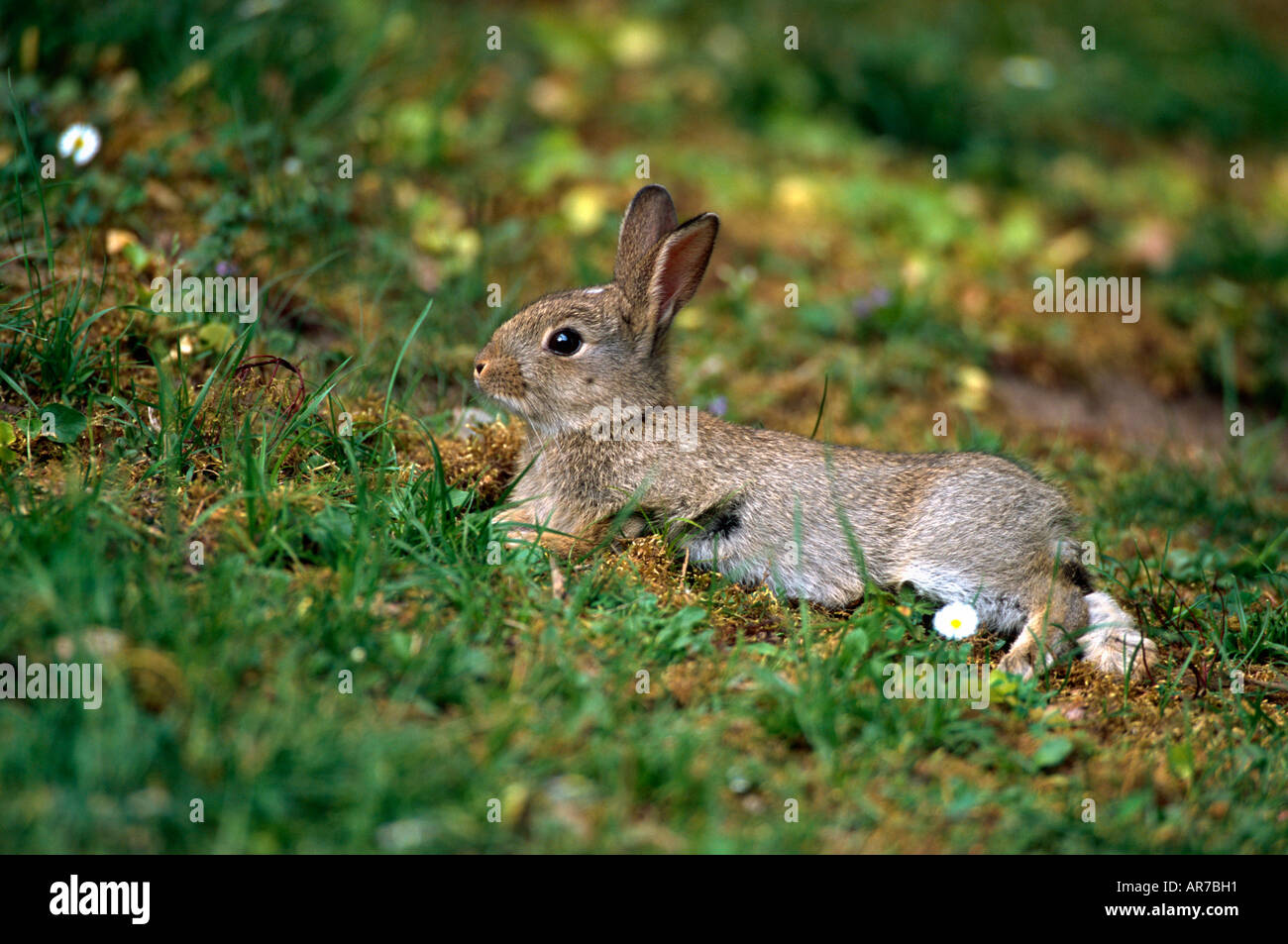 Europäische Wildkaninchen, Oryctolagus Cuniculus, Wildkaninchen, Europa Stockfoto