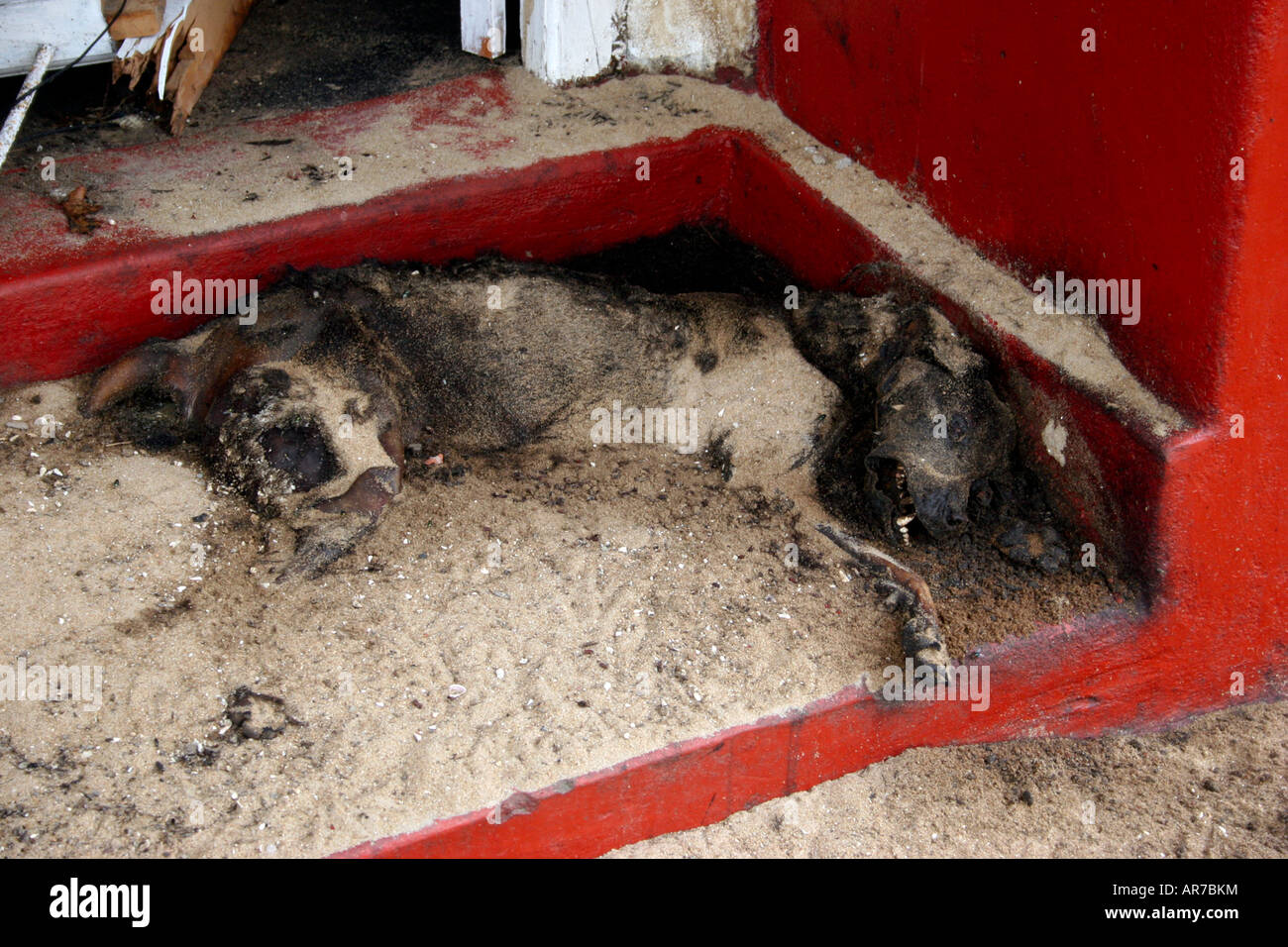 Ein Hund wird durch den Tsunami getötet, die Halbinsel Jaffna 2004 schlug. Stockfoto
