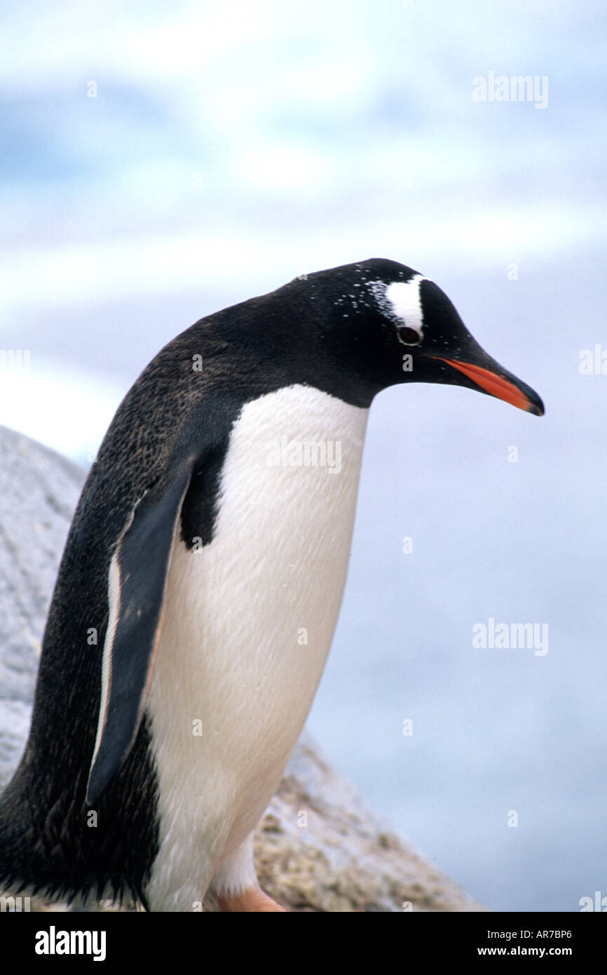 Gentoo Penguin auf Sims mit Eis in der Antarktis Halbinsel Tierwelt Vögel Stockfoto