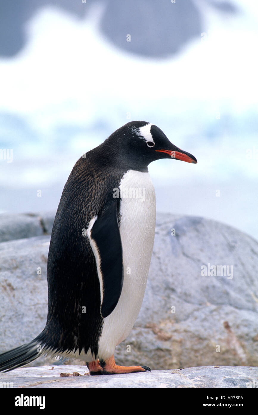 Gentoo Penguin auf Sims mit Eis in der Antarktis Halbinsel Tierwelt Vögel Stockfoto