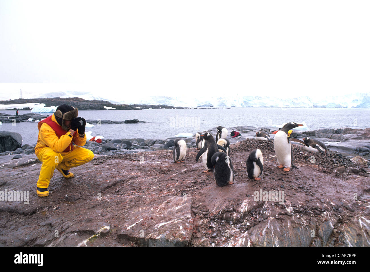 Touristen fotografieren Gentoo Penguin in Port Lockway in antarktische Halbinsel Tierwelt Vögel Stockfoto