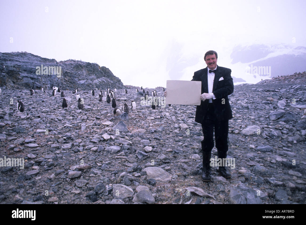 Tourist in Tux Spaß unter Gentoo Pinguinen in der Antarktis Halbinsel Tierwelt Vögel Zeichen kann sagen etwas unterschreiben für advertisin Stockfoto
