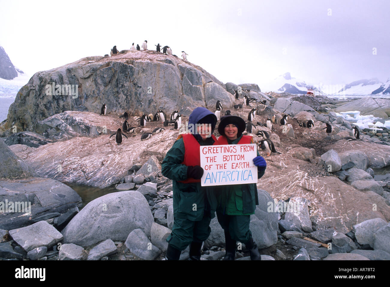 Paare, die Spaß willkommen anmelden unter Gentoo Penguins antarktische Halbinsel Tierwelt Vögel Stockfoto