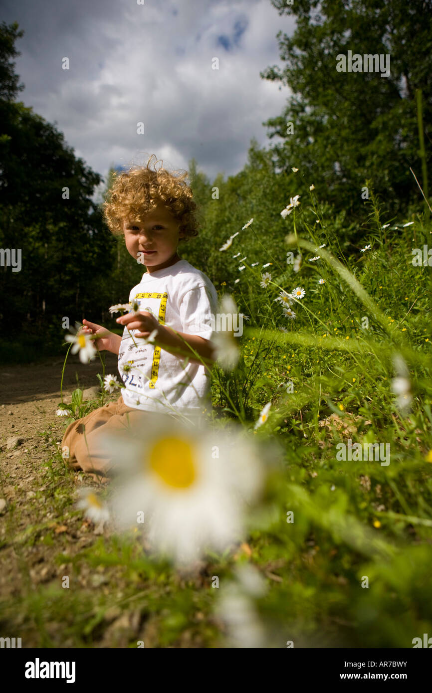Ein kleiner Junge (4 Jahre) nimmt Gänseblümchen in einem Wald in Turner, Maine. Stockfoto