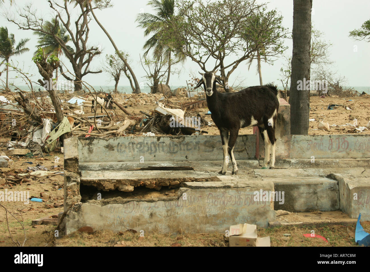 Ziege zu Fuß auf Überreste von Häusern in einem kleinen Dorf auf Halbinsel Jaffna, Sri Lanka nach dem Tsunami in 2004 getroffen. Stockfoto