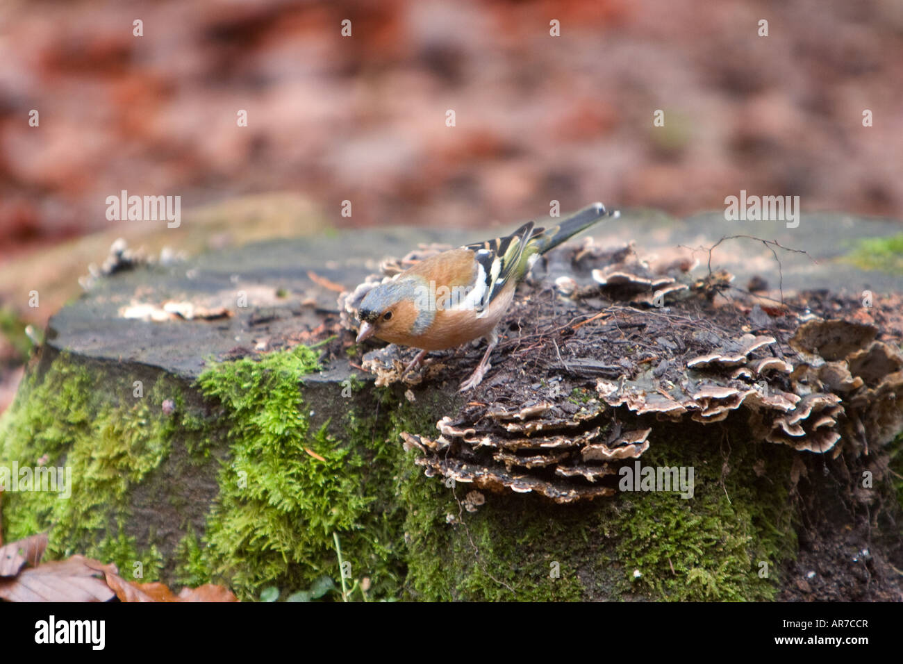 Eine gemeinsame Buchfink Fringilla Coelebs Sitzstangen von einem moosigen Baumstumpf im Vereinigten Lake District 9. Dezember 2007 Stockfoto