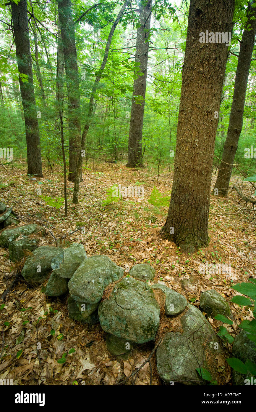 Steinmauer in einen Eichen-Kiefernwald in Pepperell, Massachusetts. Stockfoto