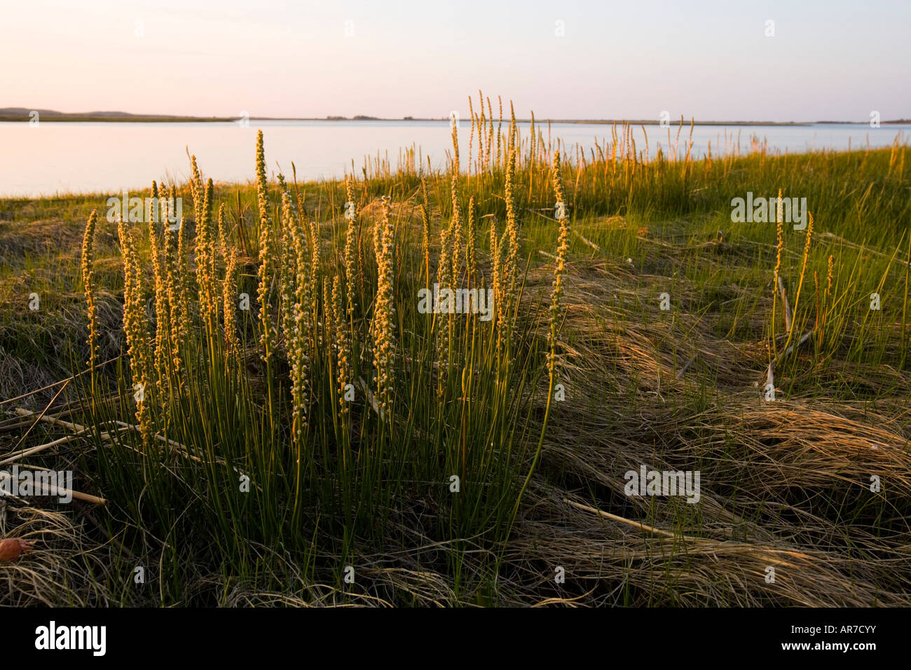 Salzwiesen im Frühjahr. Strawberry Hill Preserve in Ipswich, Massachusetts. Eagle Hill River. Stockfoto