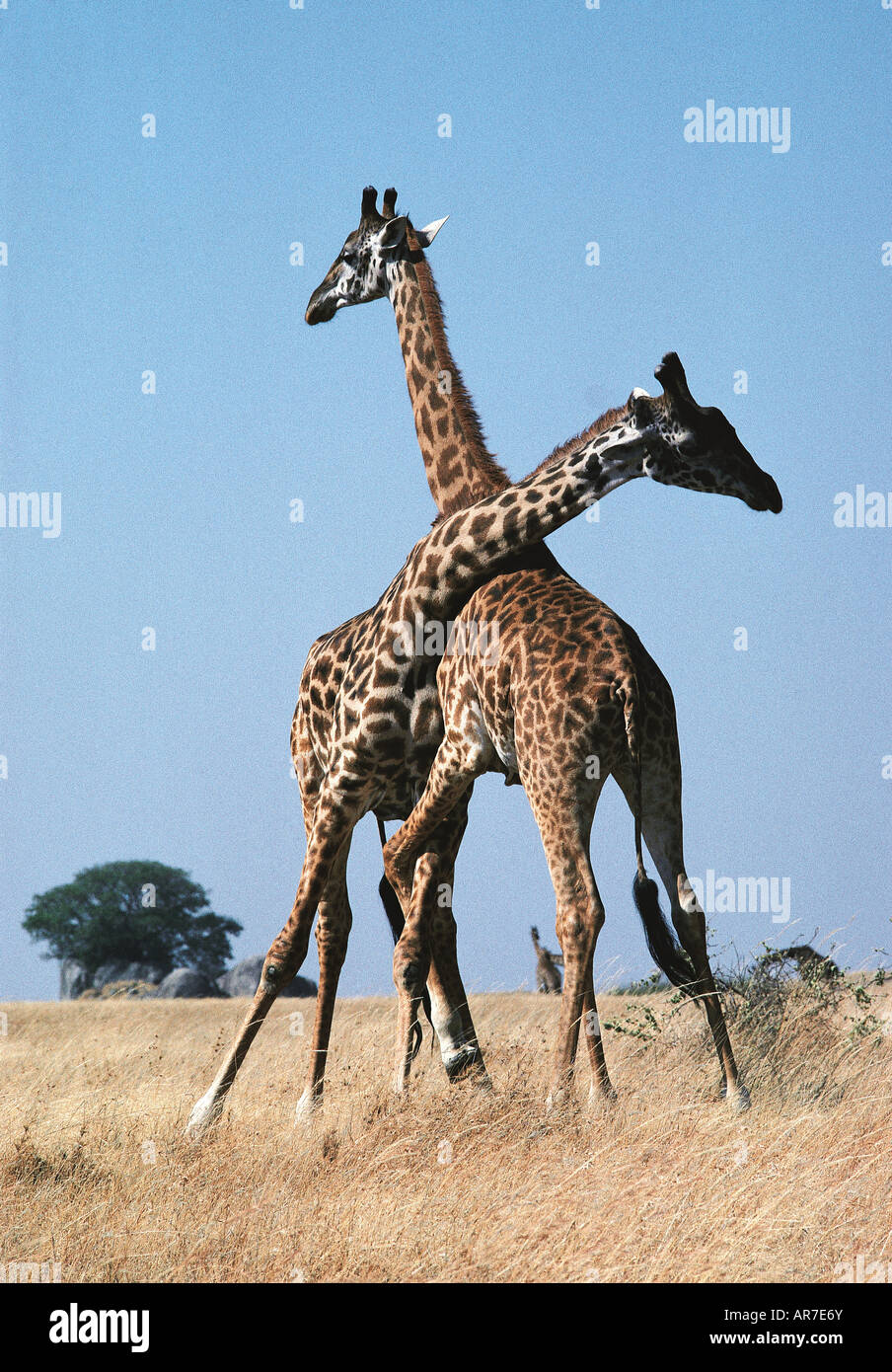 Zwei männliche Masai Giraffe Einschnürung oder Serengeti Nationalpark Tansania Ostafrika kämpfen Stockfoto