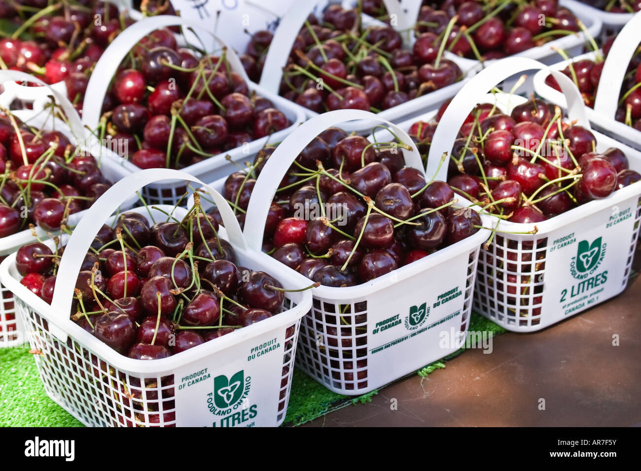 Lokalen Ontario Bing Kirschen, Körbe mit "Foodland" Ontario-logos Stockfoto