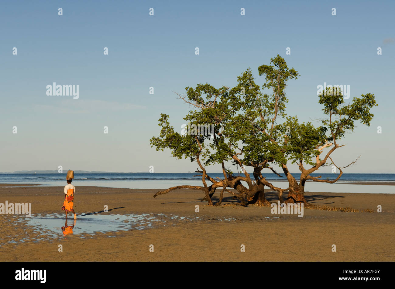 Mangroven auf der Strand, Nosy Be, Madagaskar Stockfoto