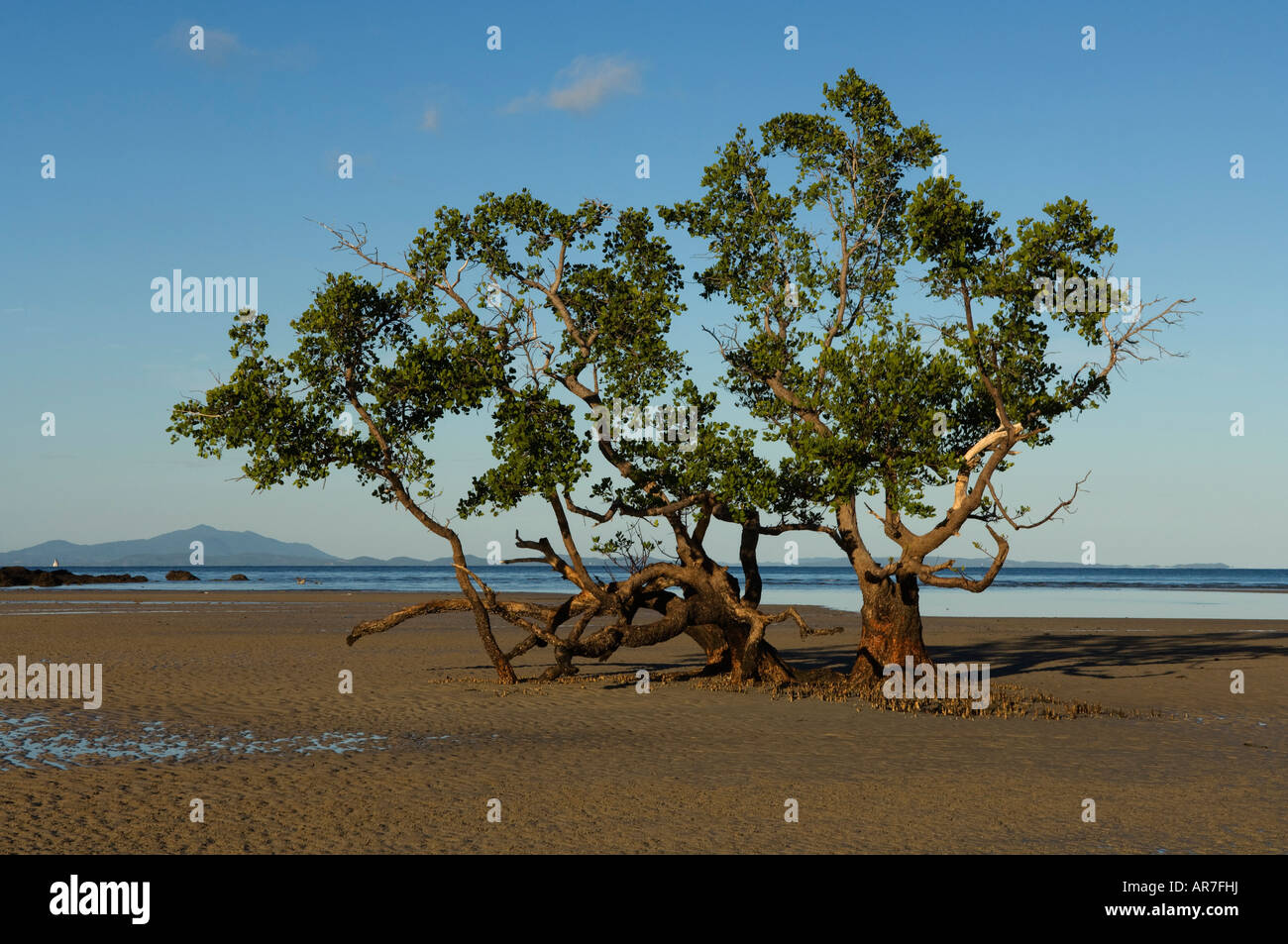 Mangroven auf der Strand, Nosy Be, Madagaskar Stockfoto