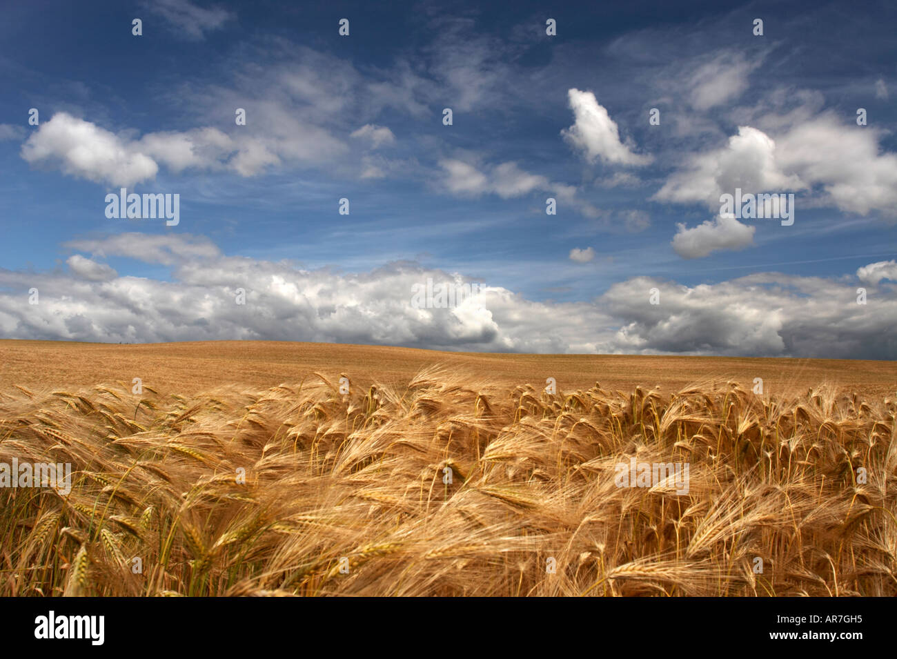 Gerstenfeld Stockfoto
