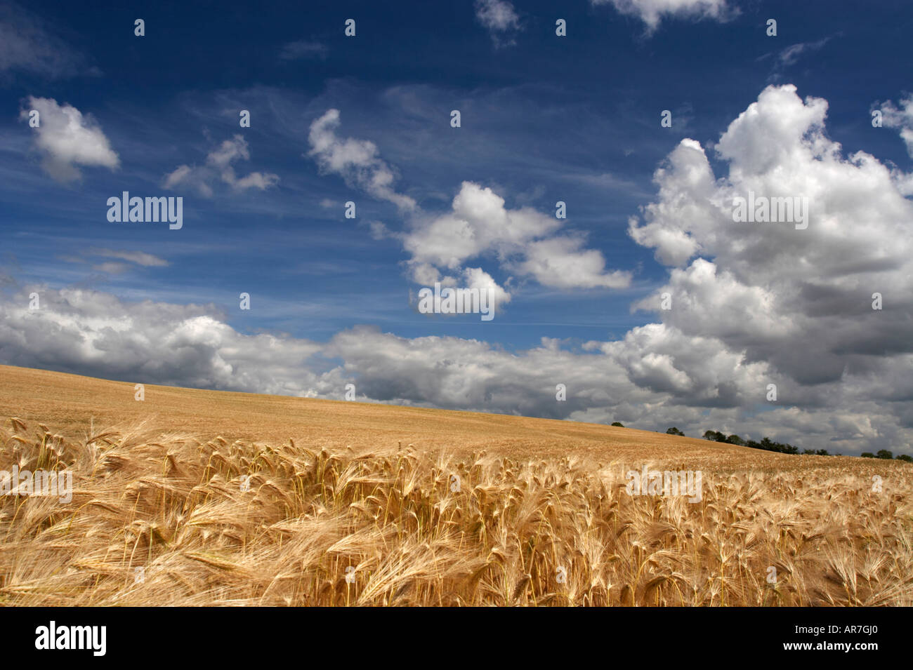 Gerstenfeld Stockfoto