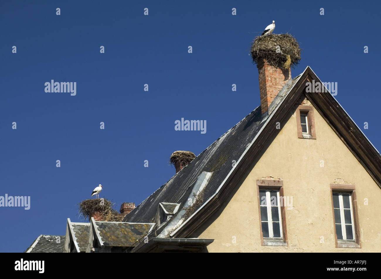 Zwei Störche in ihren Nestern in Munster Elsass Frankreich Stockfoto