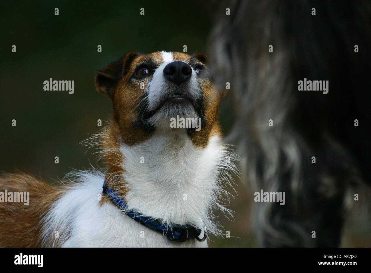 Kleine Jack Russell bei großen Lurcher nachschlagen Stockfoto