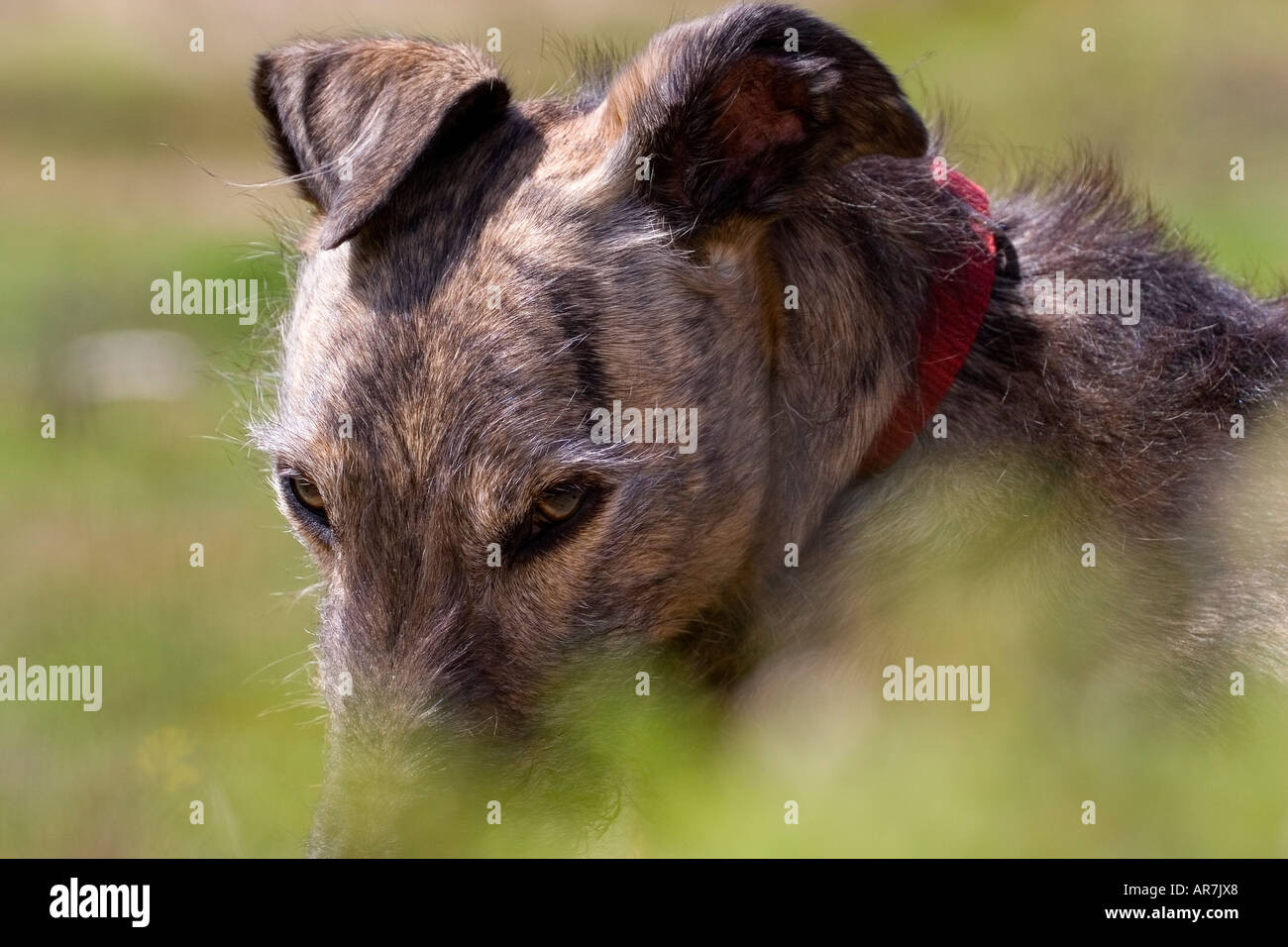 Gestromte Lurcher ruhen lange Gras Stockfoto