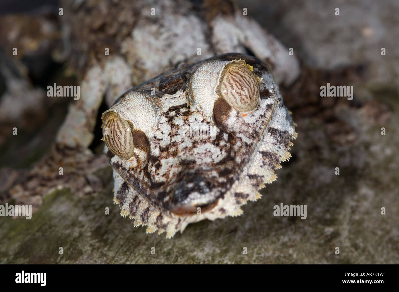 Riesigen Blatt-tailed Gecko Uroplatus Fimbriatus, Pereyras Natur Bauernhof, Madagaskar Stockfoto