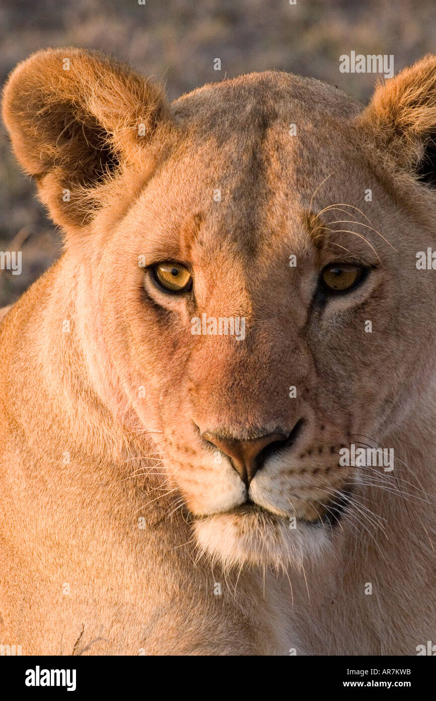 Porträt von einer Löwin hautnah Stockfoto